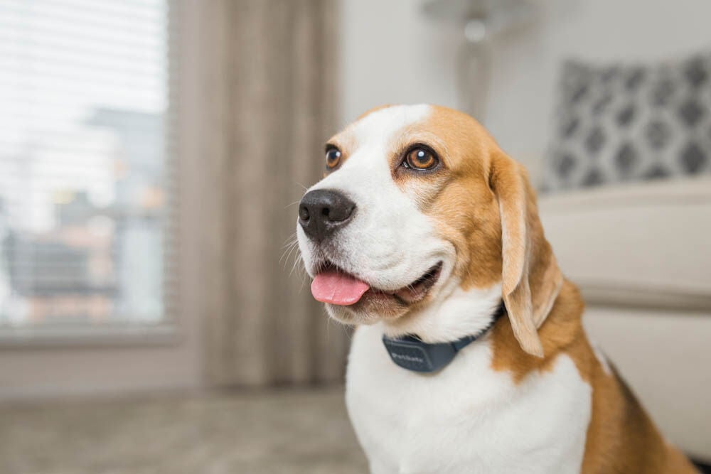 Petsafe - Anti blafhalsband - Hond - Blauw