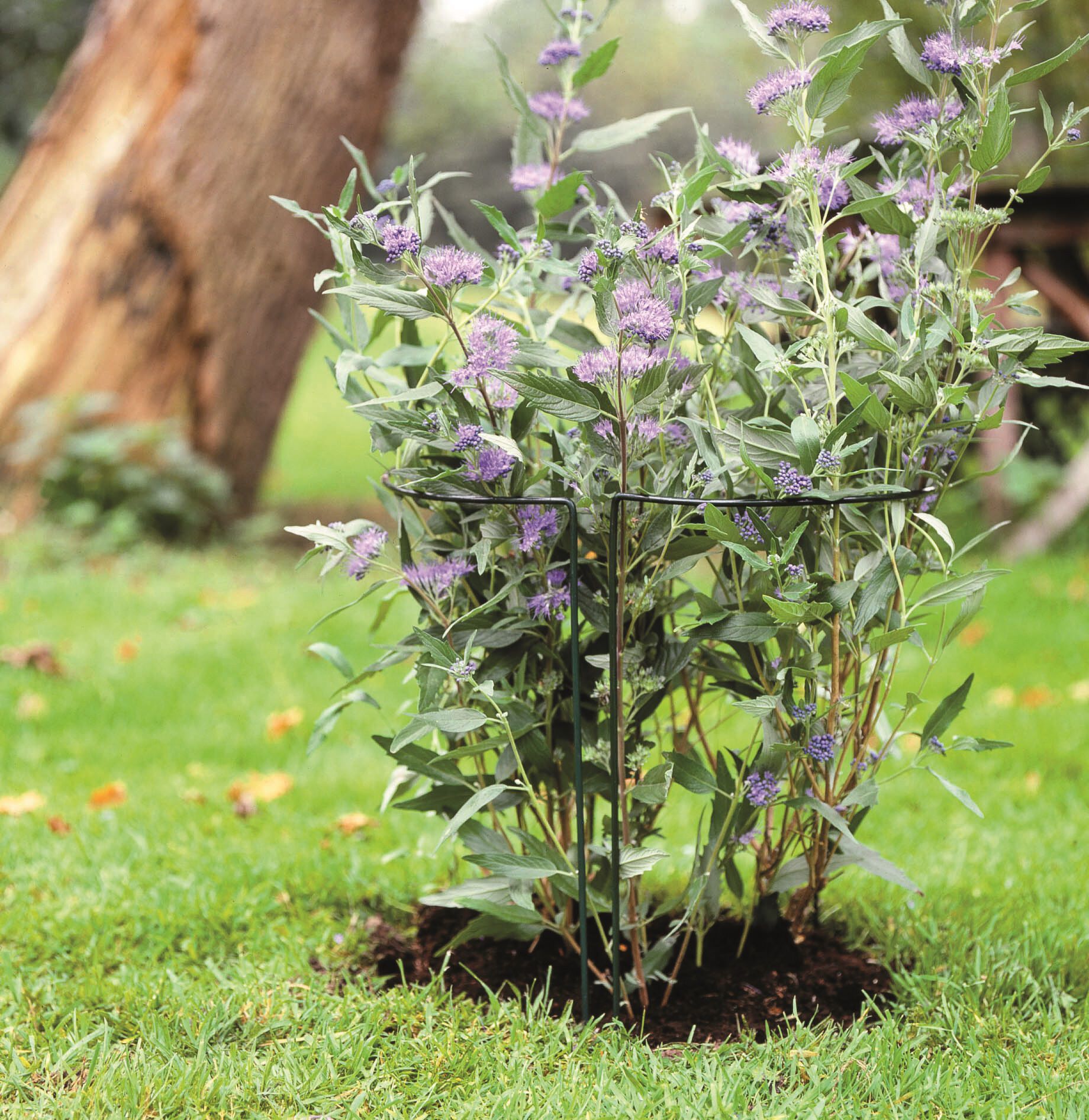 Nature Plantensteun - Klim- en Geleide Artikelen - 10x0x100 cm Nature Plantensteun - Klim- en Geleide Artikelen - 10x0x100 cm