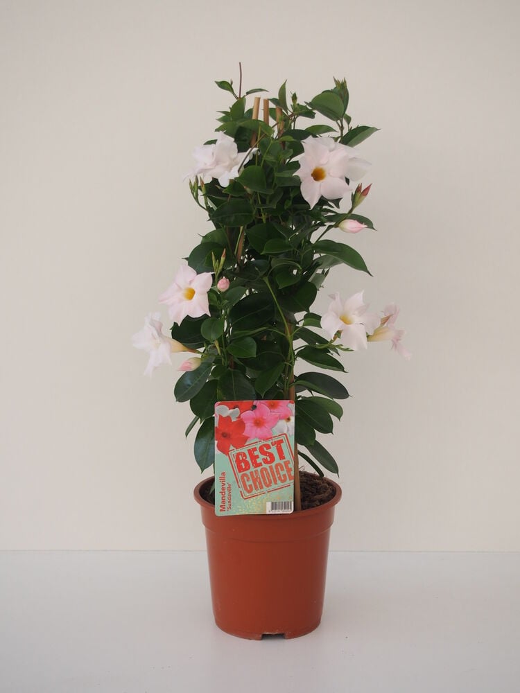 Sundaville - Eenjarige planten - Diverse kleuren