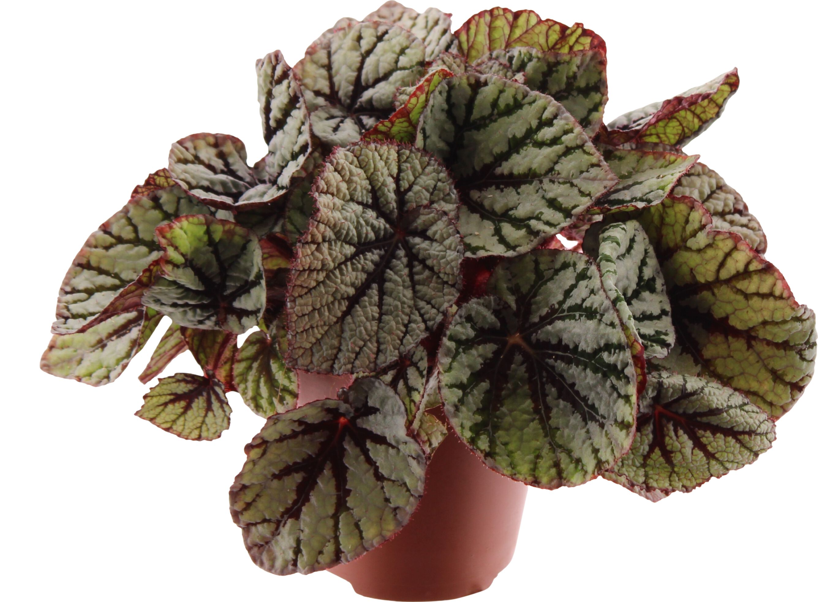 Bladbegonia - Kamerplant - 25 cm