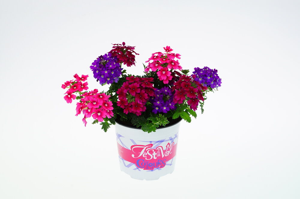 Festival Colours mix - Eenjarige planten - Divere kleuren