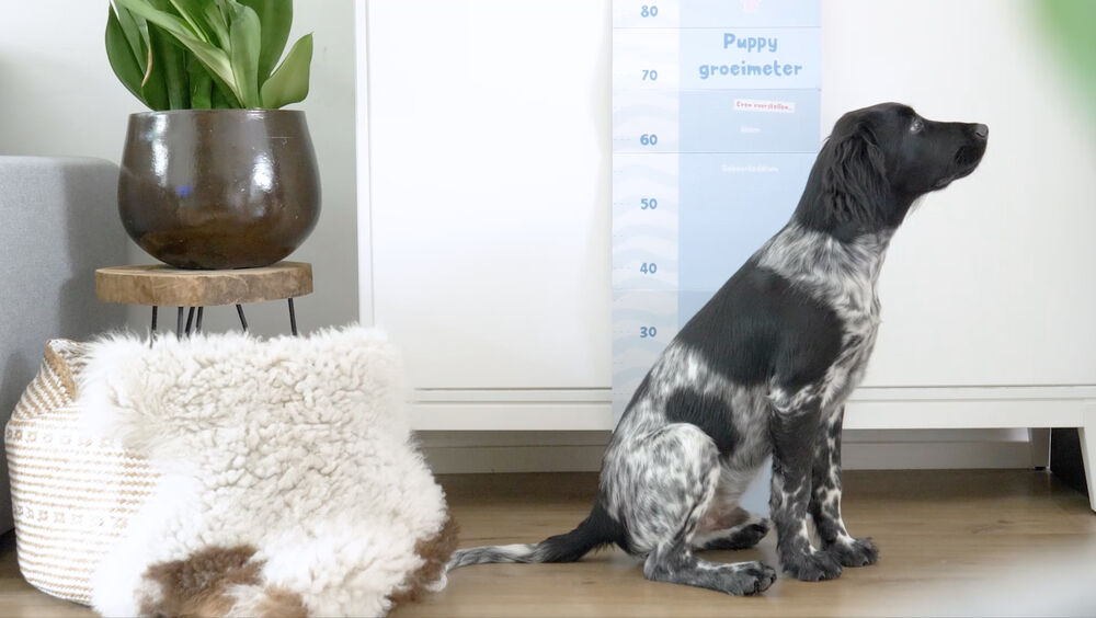 Prins Opgroeibox ProCare Puppy & Junior Perfect Start - Hondenvoer - kip, kalkoen