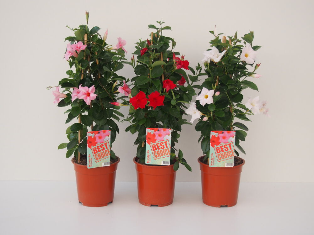 Sundaville - Eenjarige planten - Diverse kleuren