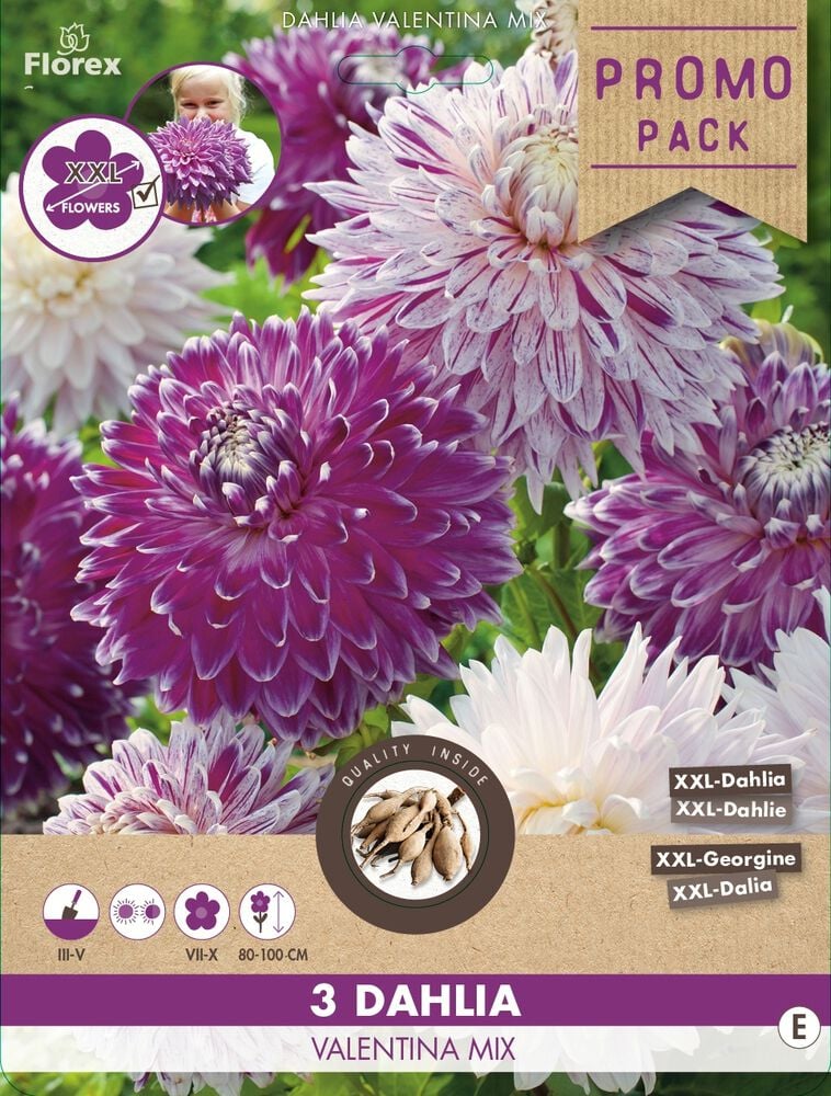 Florex Dahlia Valentina Mix - Bloembollen
