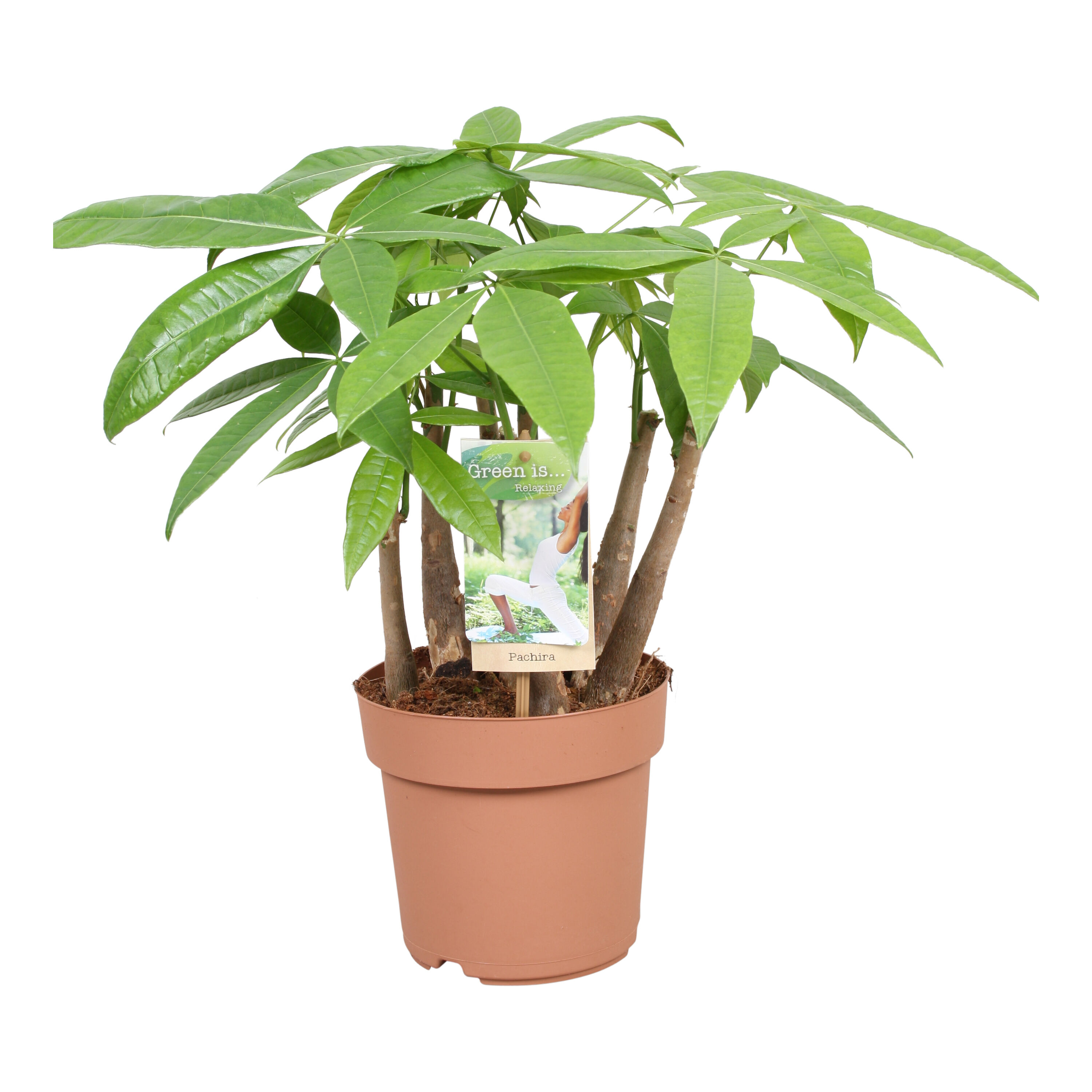 Geldboom (Pachira Aquatica) - Kamerplant - 17 cm Geldboom (Pachira Aquatica) - Kamerplant - 17 cm