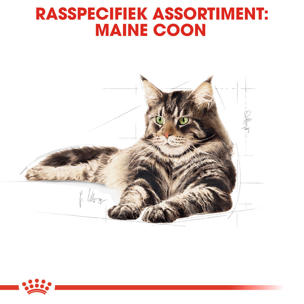 Royal Canin Maine Coon Adult Pouch - Kattenvoer - 1020 Gram