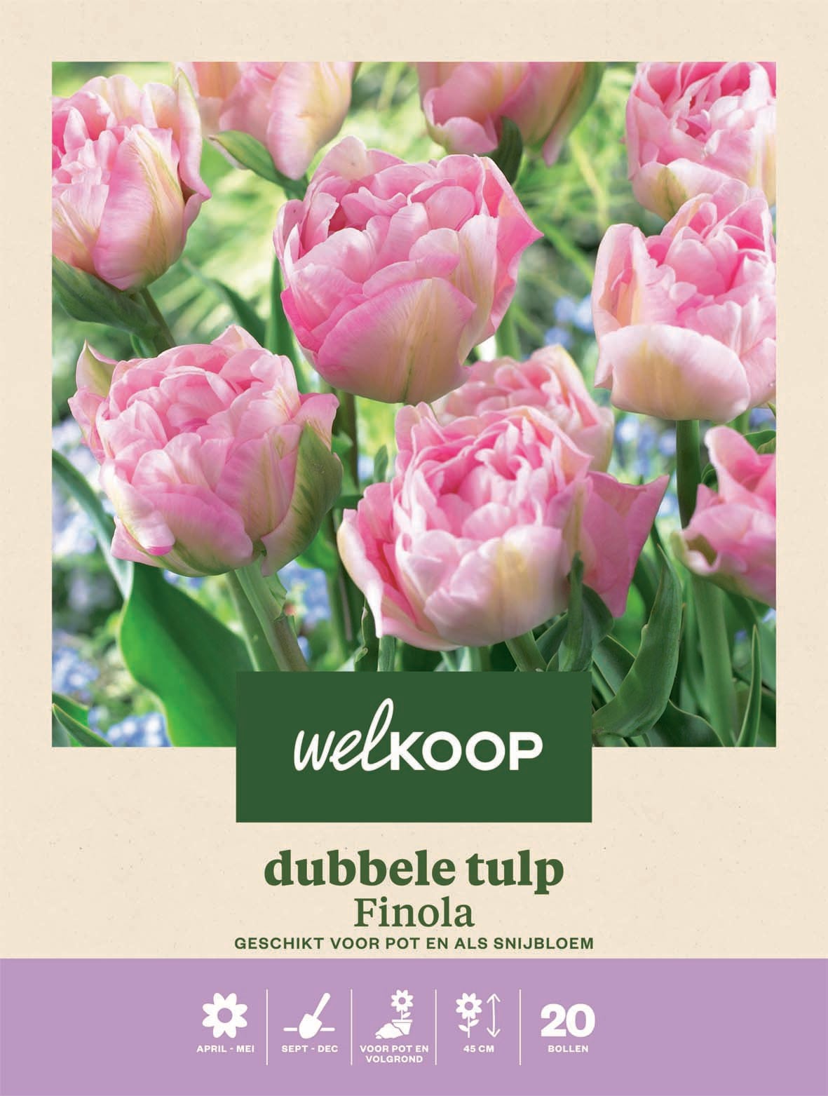 Welkoop Tulp Finola - Bloembollen Welkoop Tulp Finola - Bloembollen