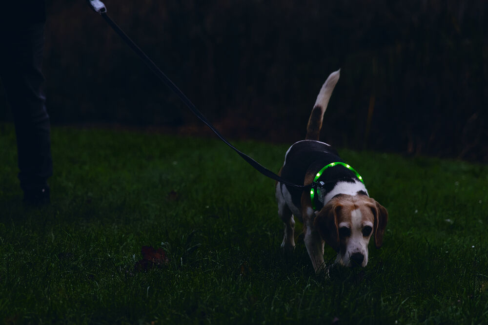 Beeztees Dogini USB - Lichtgevende Halsband  - Hond - groen - 70 cm