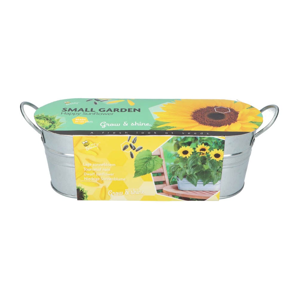 Buzzy Teil zonnebloem Zinc tub helianthus - Bloemzaden
