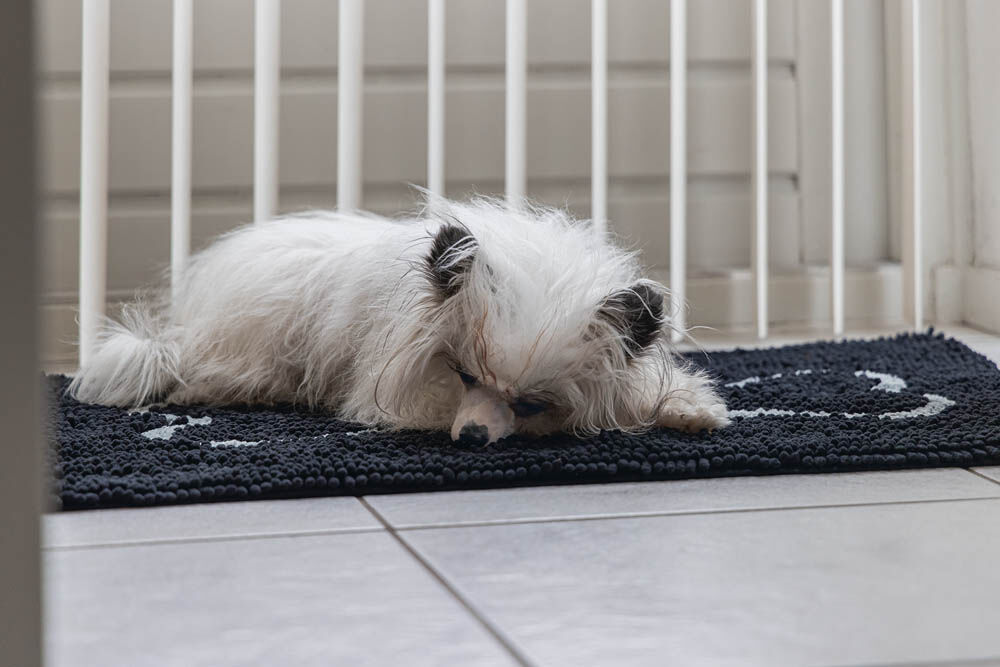 Doge Gone Smart Dirty Dog - Droogloopmat - Zwart - L