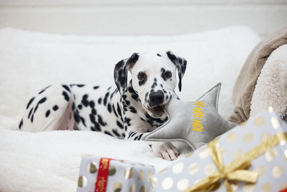 Designed By Lotte Kerstster Knuffel - Hondenspeelgoed - grijs - 29x27x27 cm