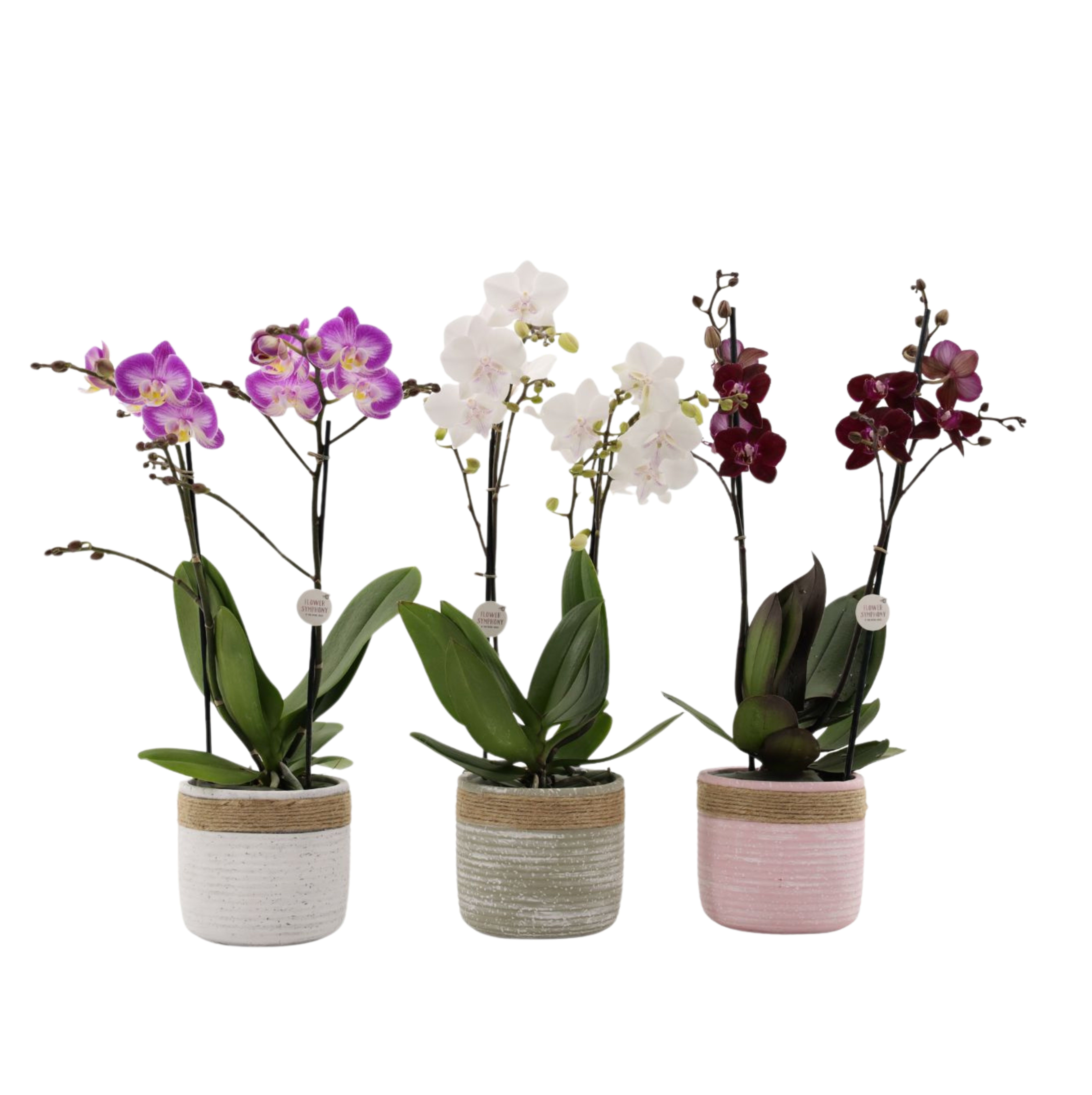 Phalaenopsis Cascade (vlinderorchidee) - Kamerplant Phalaenopsis Cascade (vlinderorchidee) - Kamerplant