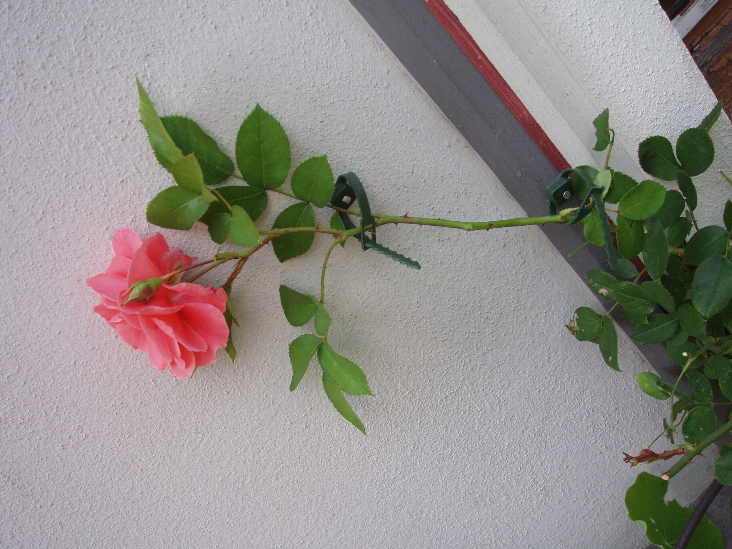 Nature Klimplantgeleiders - Klim- en Geleide Artikelen Nature Klimplantgeleiders - Klim- en Geleide Artikelen