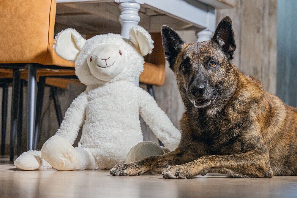 Beeztees Schaap Knuffel- Hondenspeelgoed - Wit - 20.5x39x80 cm - XL