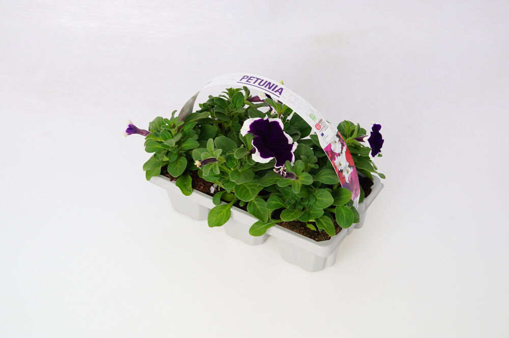 Perkplanten mix - Eenjarige planten - Diverse kleuren