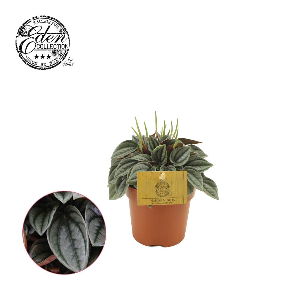 Peperomia Napoli Nights - Kamerplant Peperomia Napoli Nights - Kamerplant