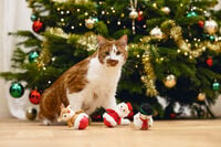 Beeztees Kerstwobbler - Kattenspeeltje