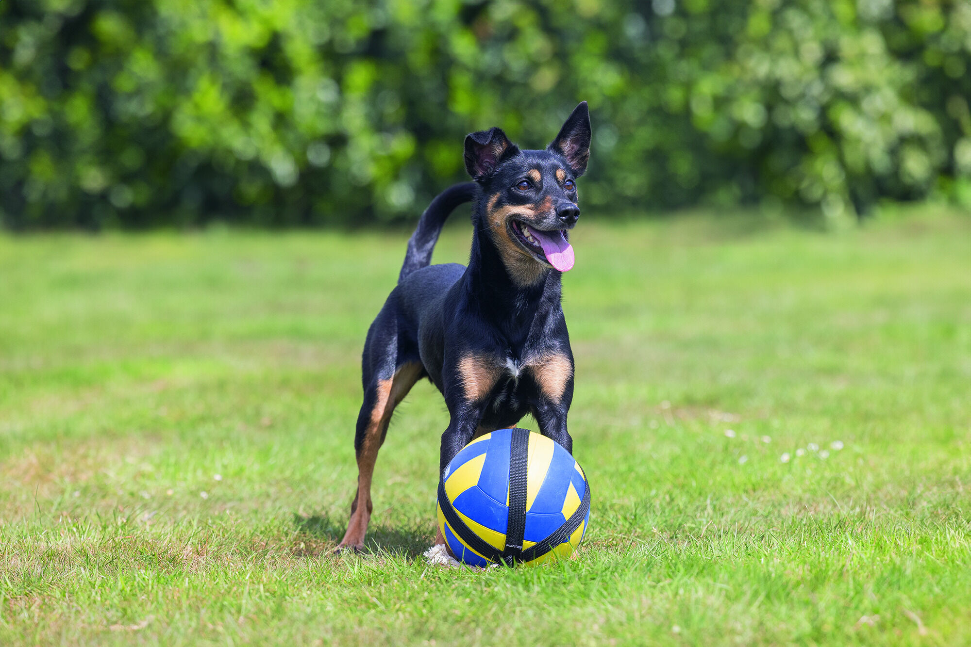 Beeztees Volleybal Pluche - Knuffel - Flostouw - Hondenspeelgoed