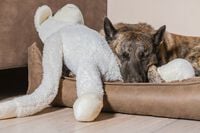 Beeztees Schaap Knuffel- Hondenspeelgoed - Wit - 20.5x39x80 cm - XL