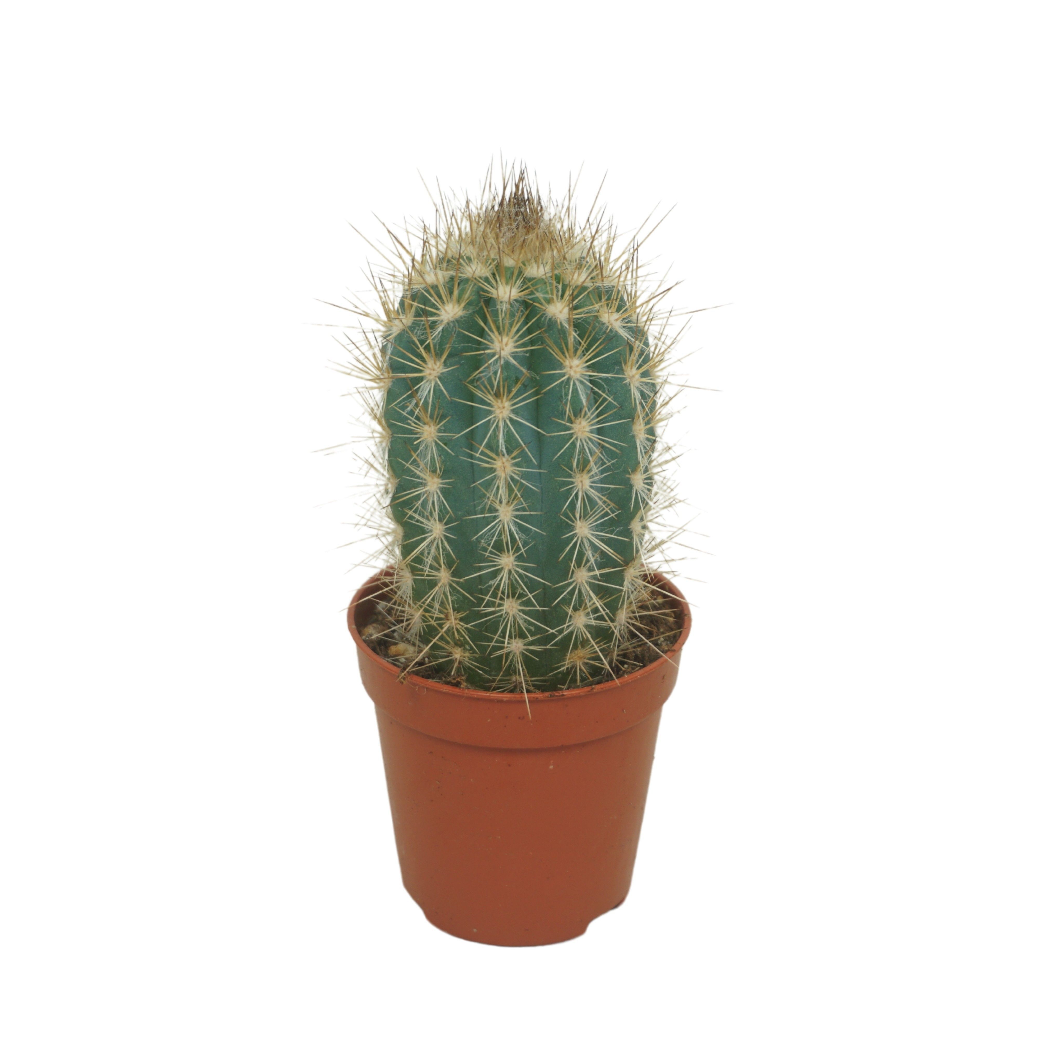 Cactus - Kamerplant - 5.5 cm