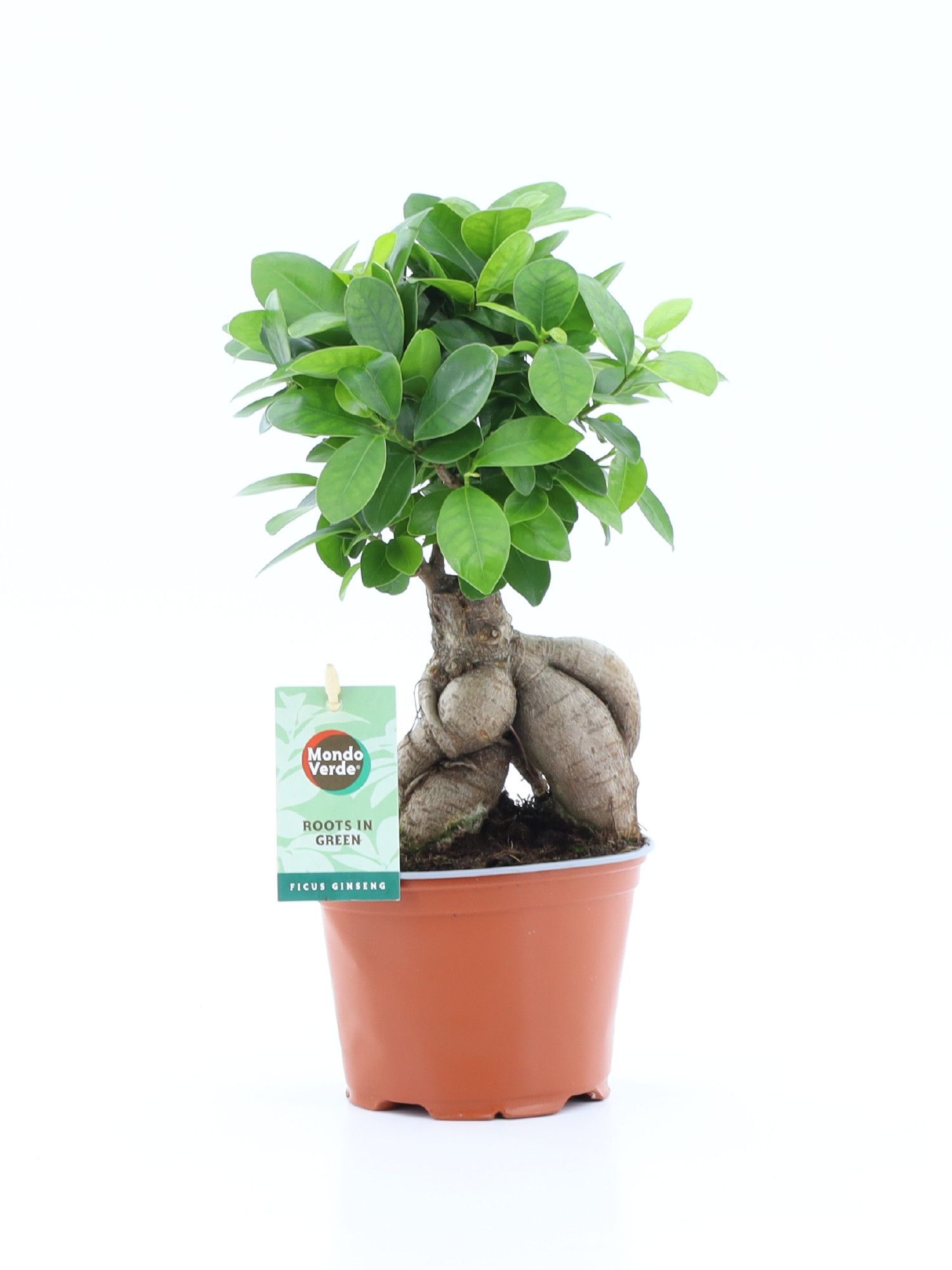 Ficus Ginseng - Chinese Vijg - Kamerplant