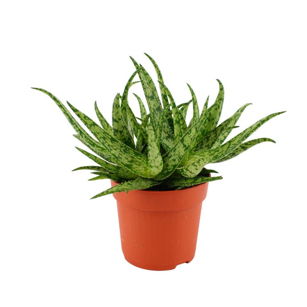 Aloe spider - Spinnenaloe - Kamerplant - 20 cm Aloe spider - Spinnenaloe - Kamerplant - 20 cm