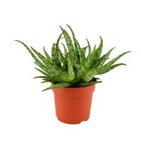 Aloe spider - Spinnenaloe - Kamerplant - 20 cm