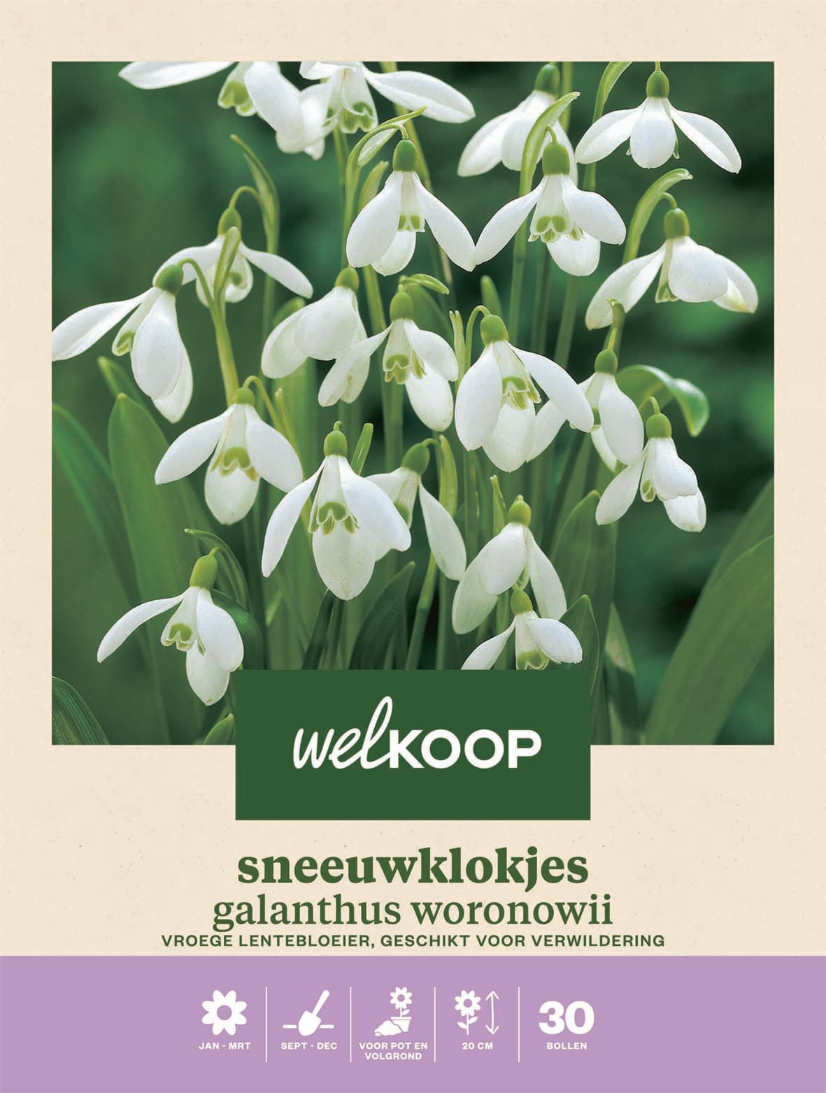 Welkoop Sneeuwklokje Galanthus Woronowii - Bloembollen Welkoop Sneeuwklokje Galanthus Woronowii - Bloembollen