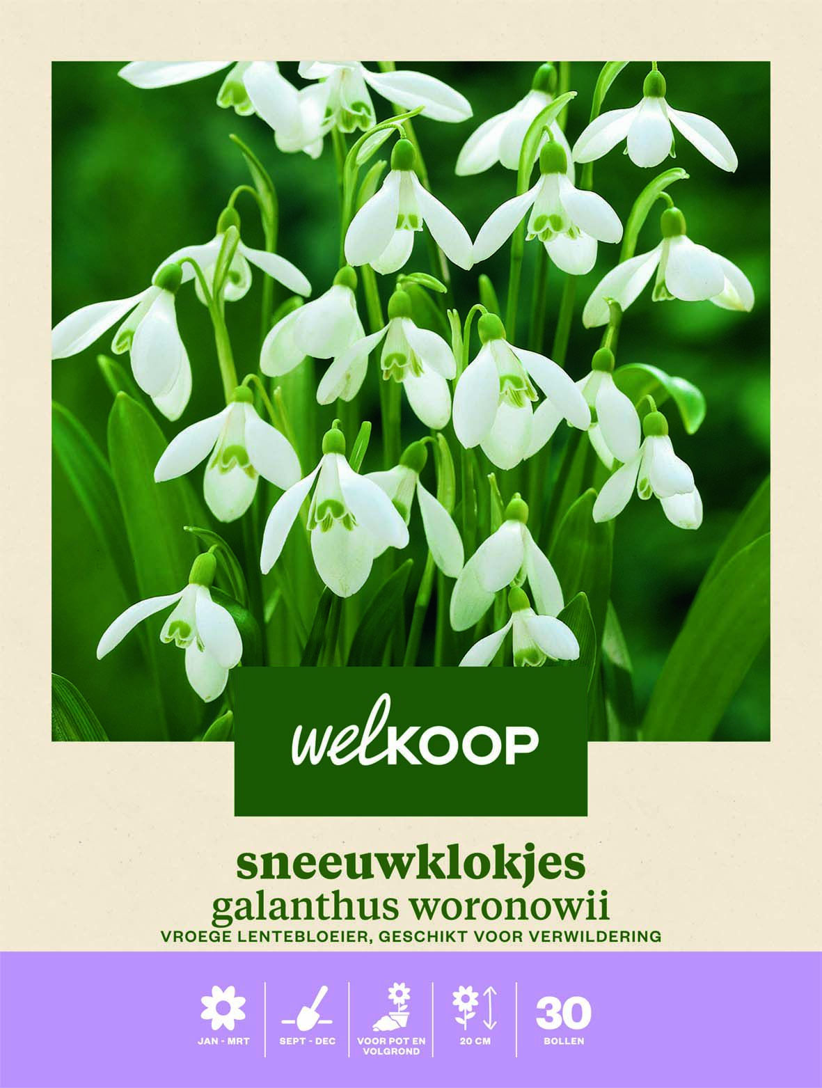 Welkoop Sneeuwklokje Galanthus Woronowii - Bloembollen Welkoop Sneeuwklokje Galanthus Woronowii - Bloembollen