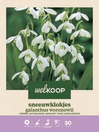 Welkoop Sneeuwklokje Galanthus Woronowii  - Bloembollen