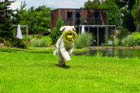 Beeztees Tof - Frisbee Fetch - Hondenspeelgoed - Geel - 34x24x2 cm
