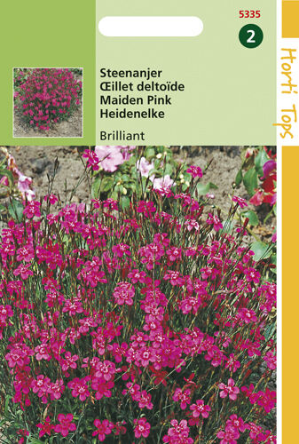 Hortitops Steenanjer Brilliant - Bloemzaden