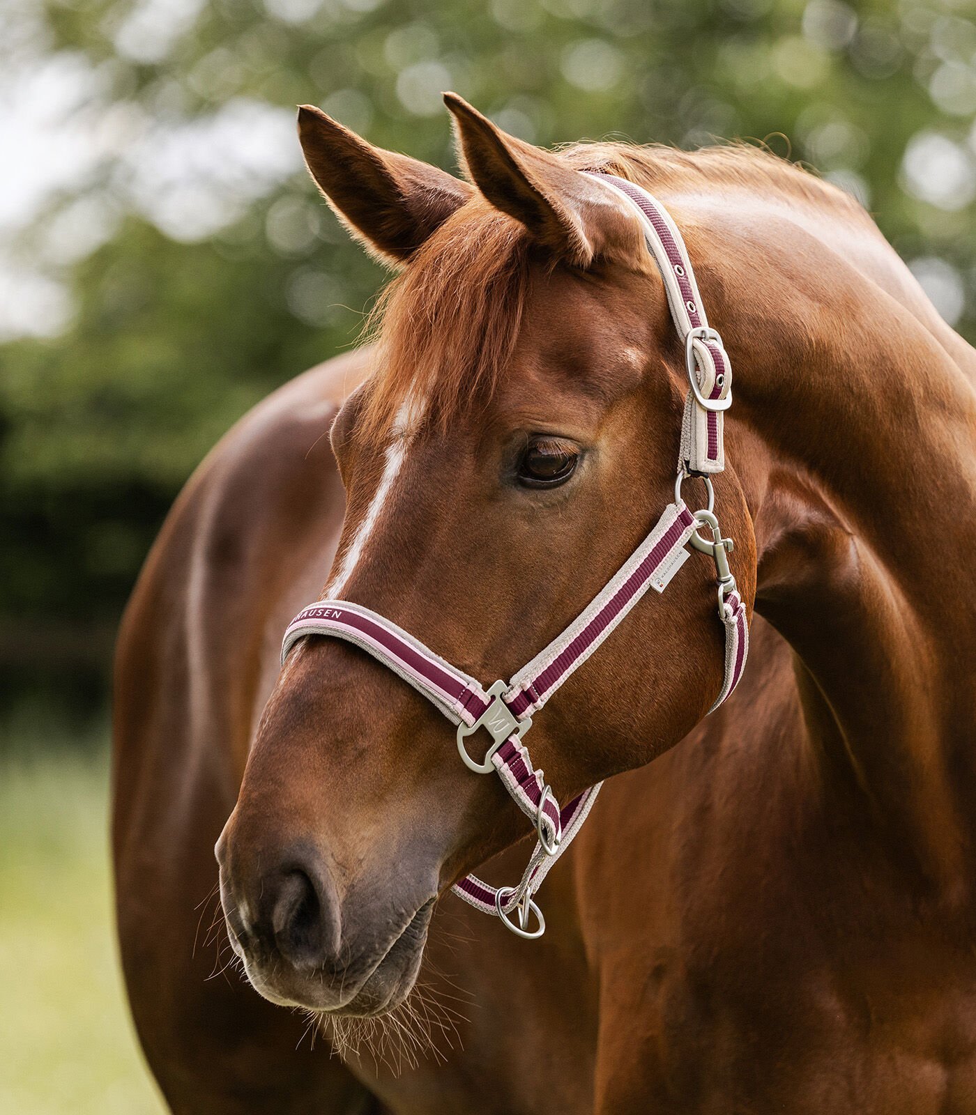Waldhausen Athletic - Halster - Velvet rood - Pony