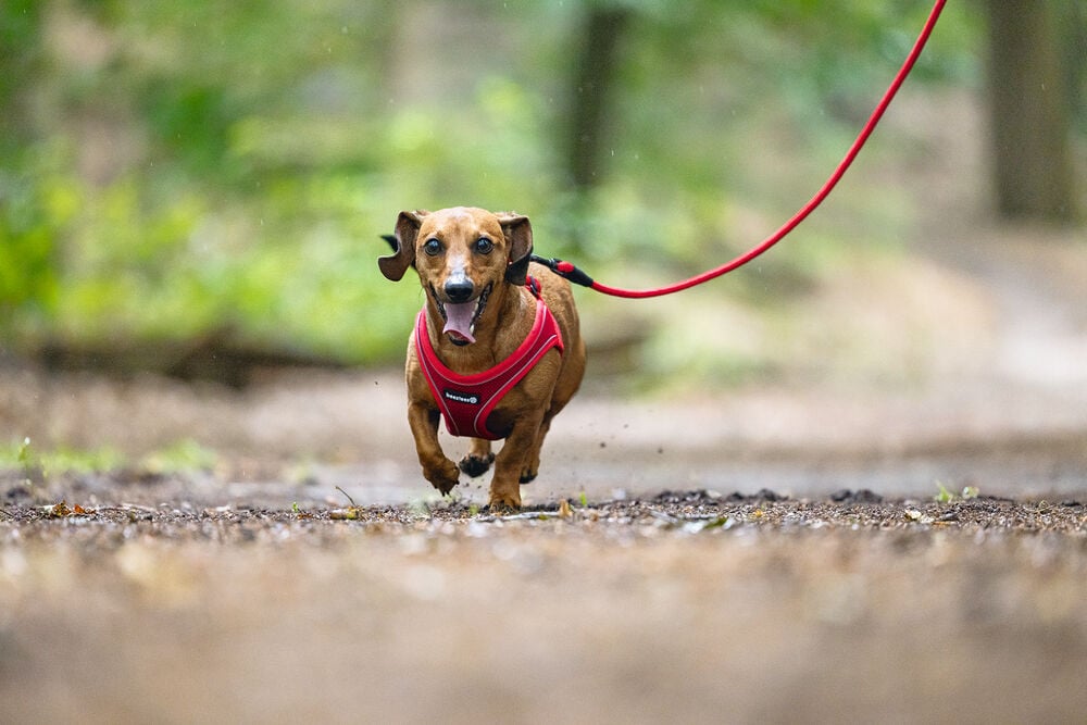 Beeztees Parinca Instaptuig - Hondentuig - rood - 30 tot 35 cm