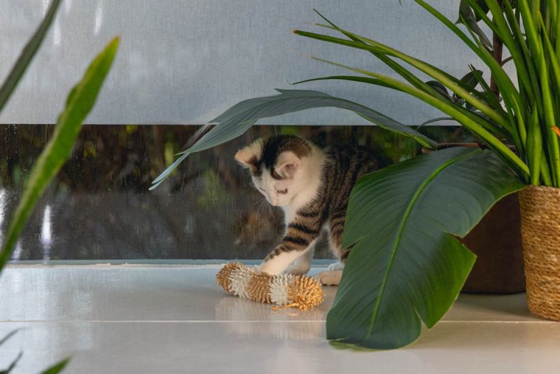 Beeztees Rups Bobba - Kattenspeeltje - Bruin