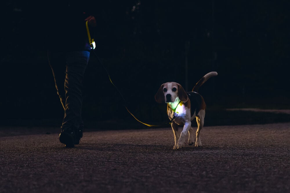 Beeztees Parinca - Lichtende Halsband - Hond - Geel - 30 tot 35 cm