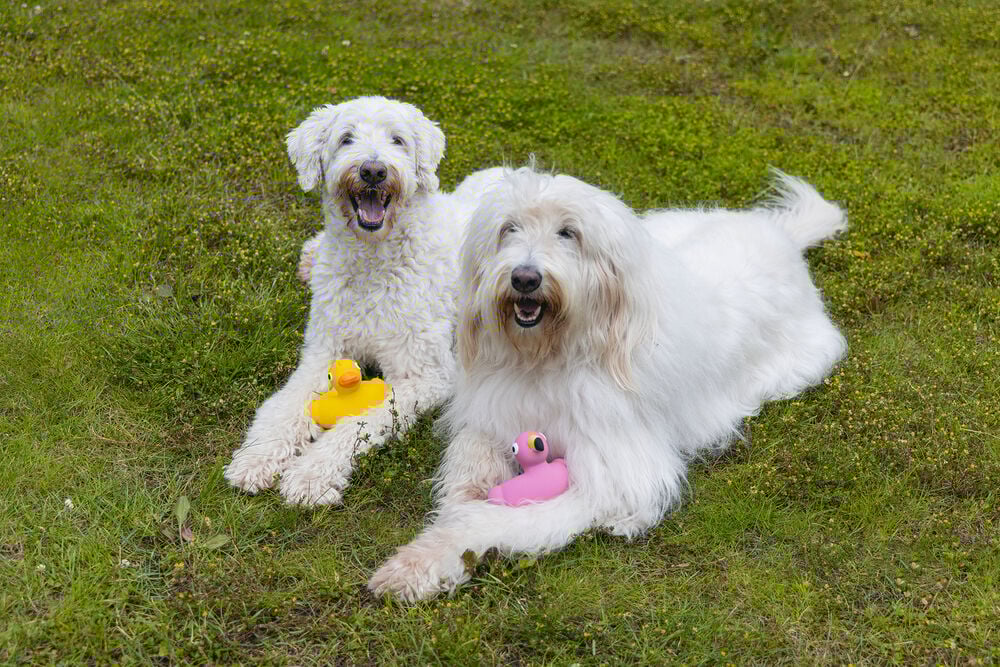 Beeztees flamingo/bad eend - Hondenspeelgoed - Geel - 10x14x12 cm