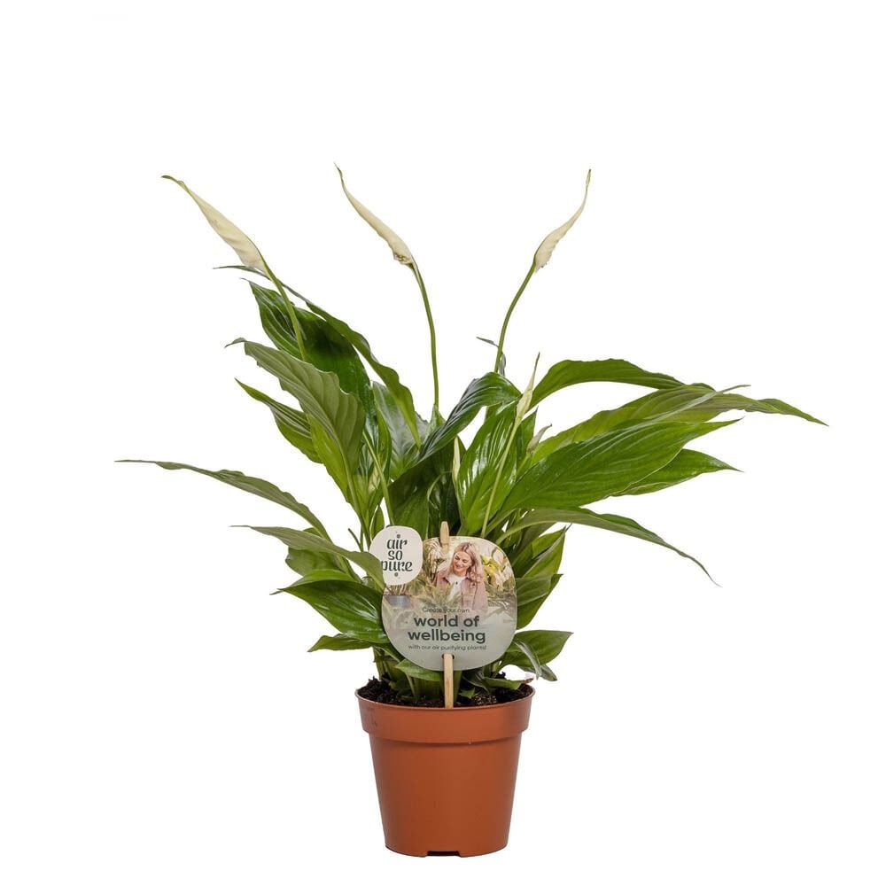 Spathiphyllum Torelli (lepelplant) - Kamerplant - 12 cm Spathiphyllum Torelli (lepelplant) - Kamerplant - 12 cm