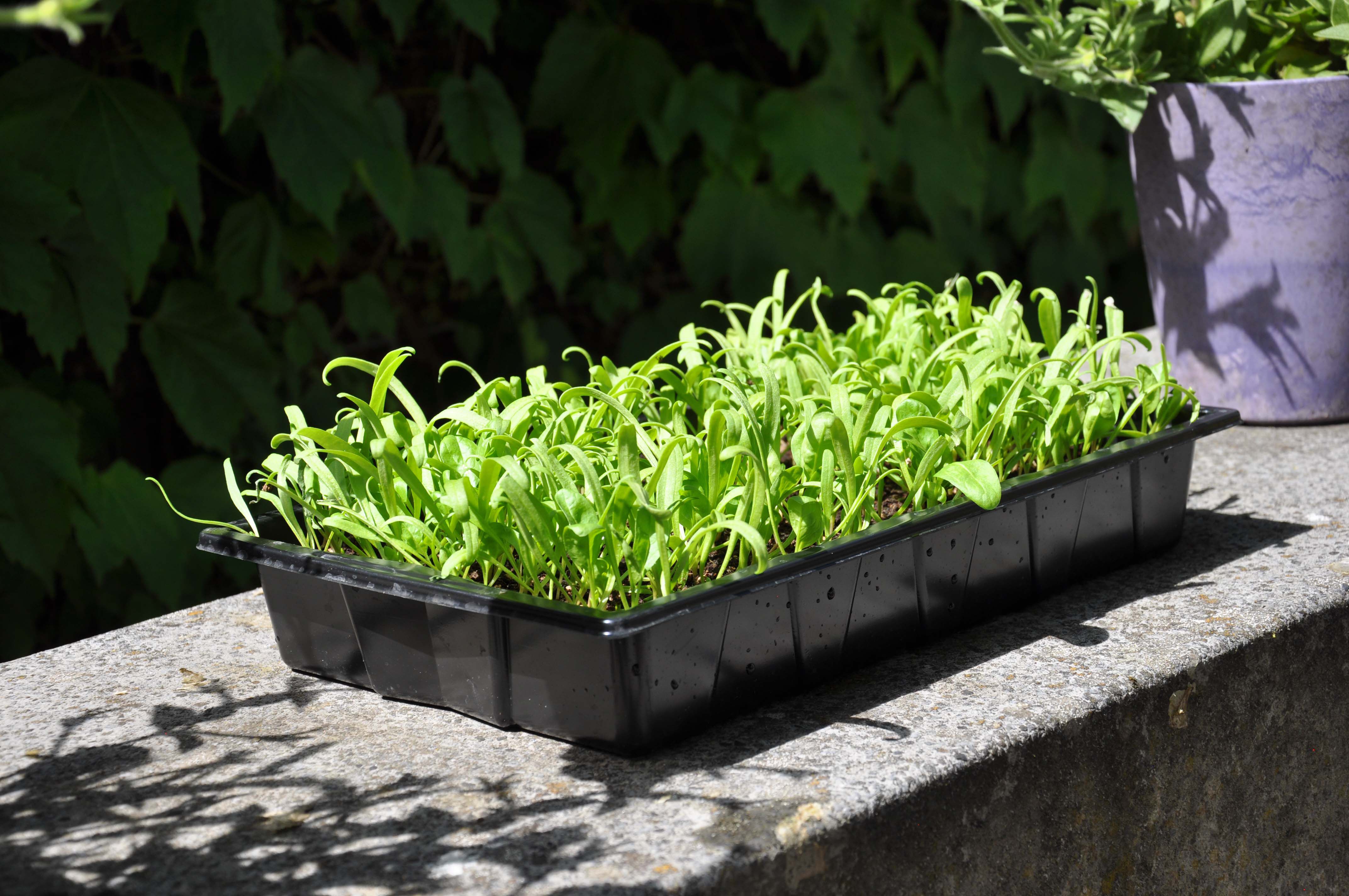 SLIM KWEKEN Zaaibak 'seed tray' 12 stuks - Kas accessoires - Zwart - 5.5x37.5x25 cm