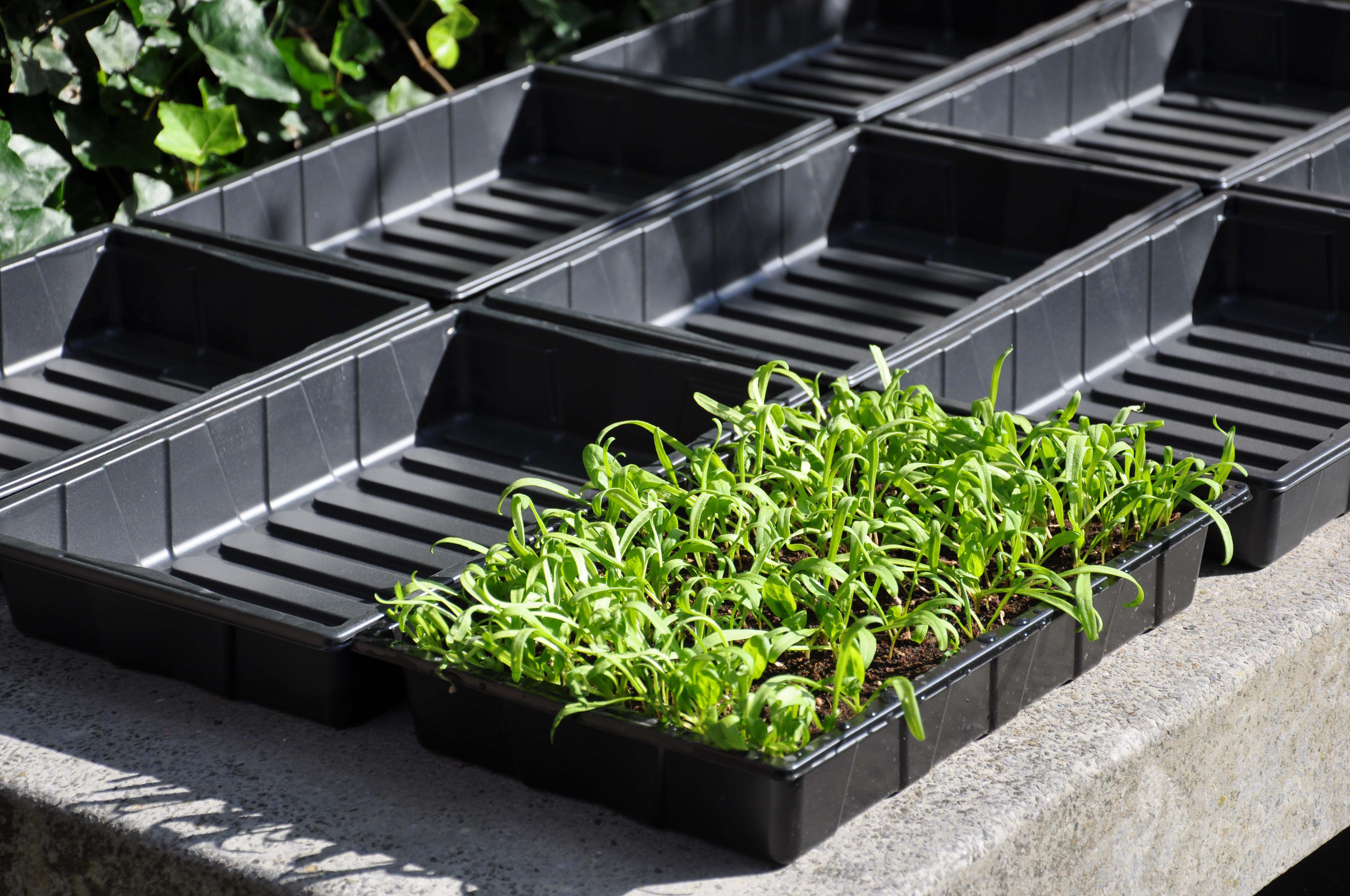 SLIM KWEKEN Zaaibak 'seed tray' 12 stuks - Kas accessoires - Zwart - 5.5x37.5x25 cm