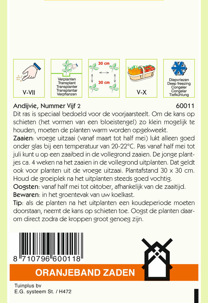 Oranjeband zaden Andijvie nummer vijf 2 - Groentezaden