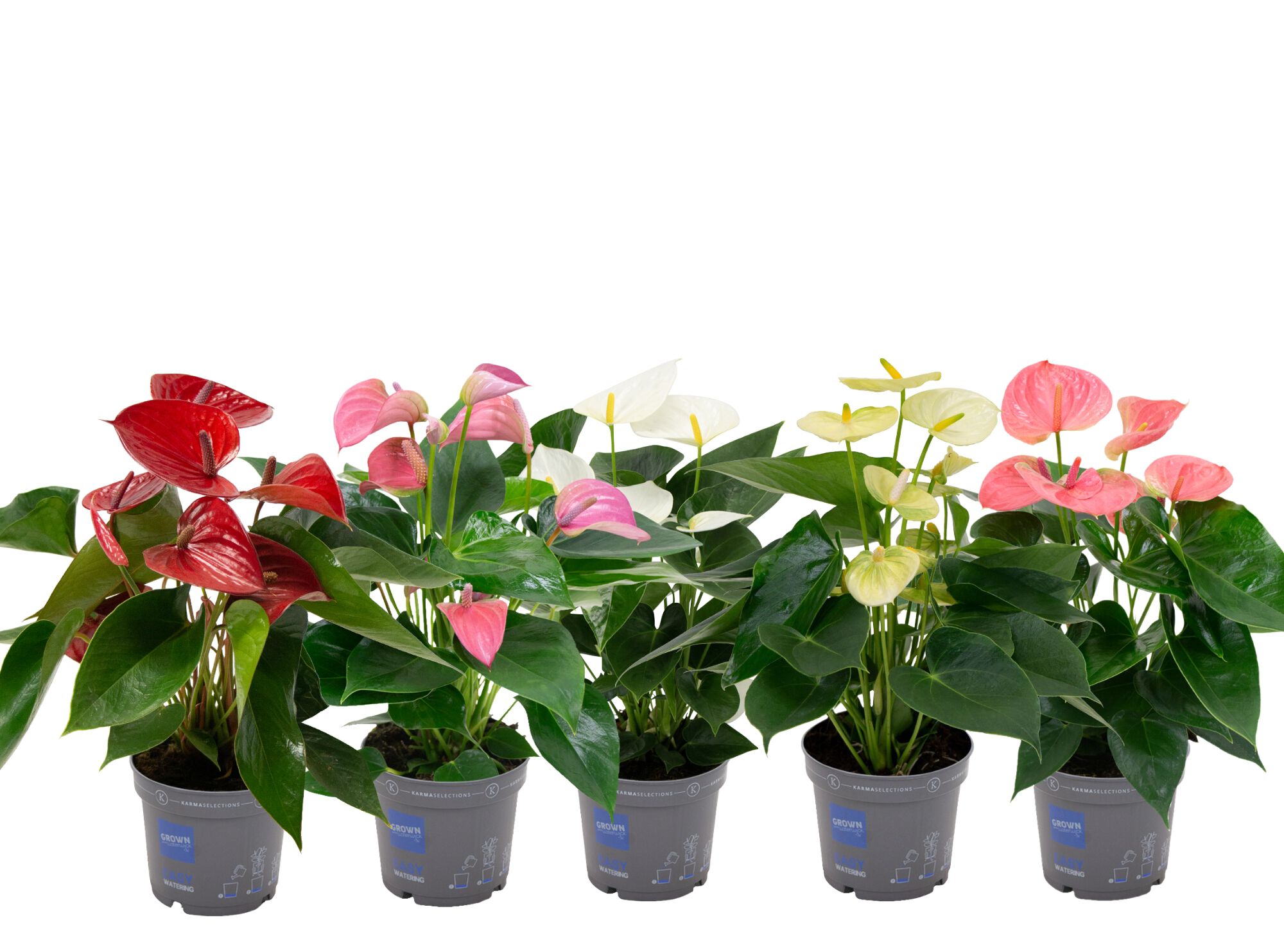 Anthurium Karma (flamingoplant) - Kamerplant - 12 cm Anthurium Karma (flamingoplant) - Kamerplant - 12 cm