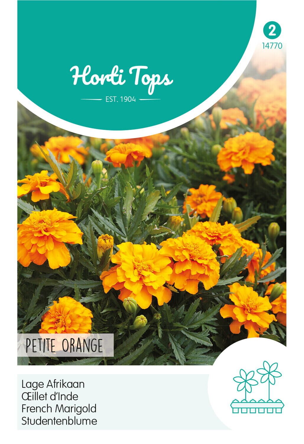 Hortitops Lage Afrikaan Petite Orange - Bloemzaden Hortitops Lage Afrikaan Petite Orange - Bloemzaden
