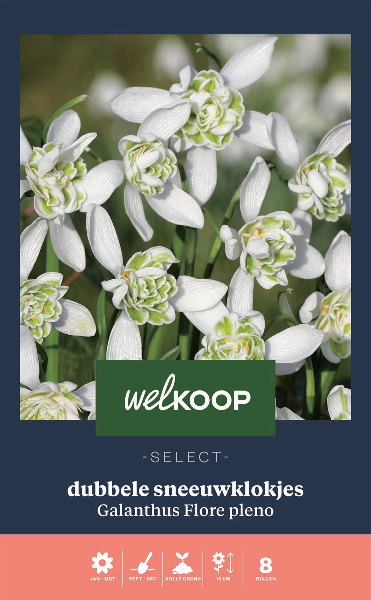 Welkoop Select Dubbele Sneeuwklokjes Galanthus Flore Pleno - Bloembollen