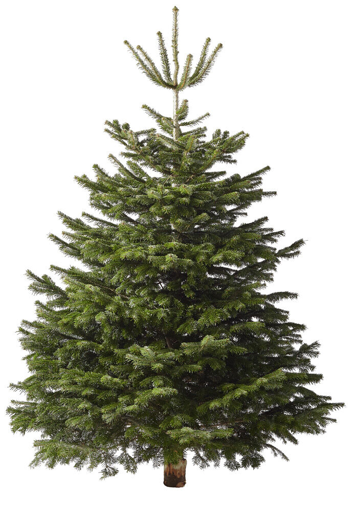 Nordmann gezaagd - Kerstboom - 225 cm Nordmann gezaagd - Kerstboom - 225 cm