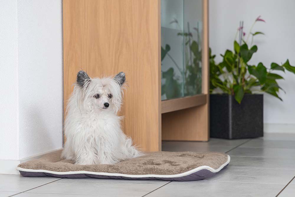 Dog Gone Smart Nano - Hondenkussen - grijs - 3.5x36x49 cm - XS