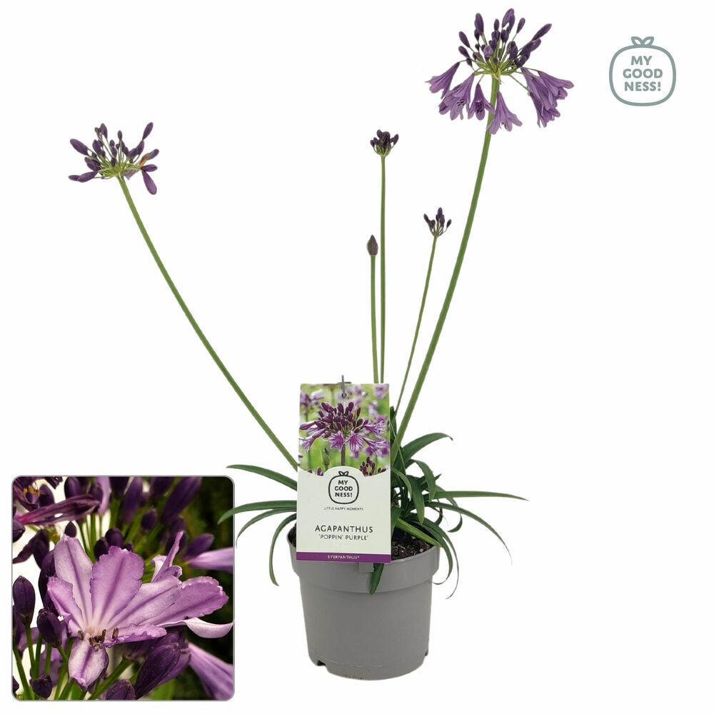 Agapanthus - Afrikaanse Lelie - Tuinplant - Diverse kleuren