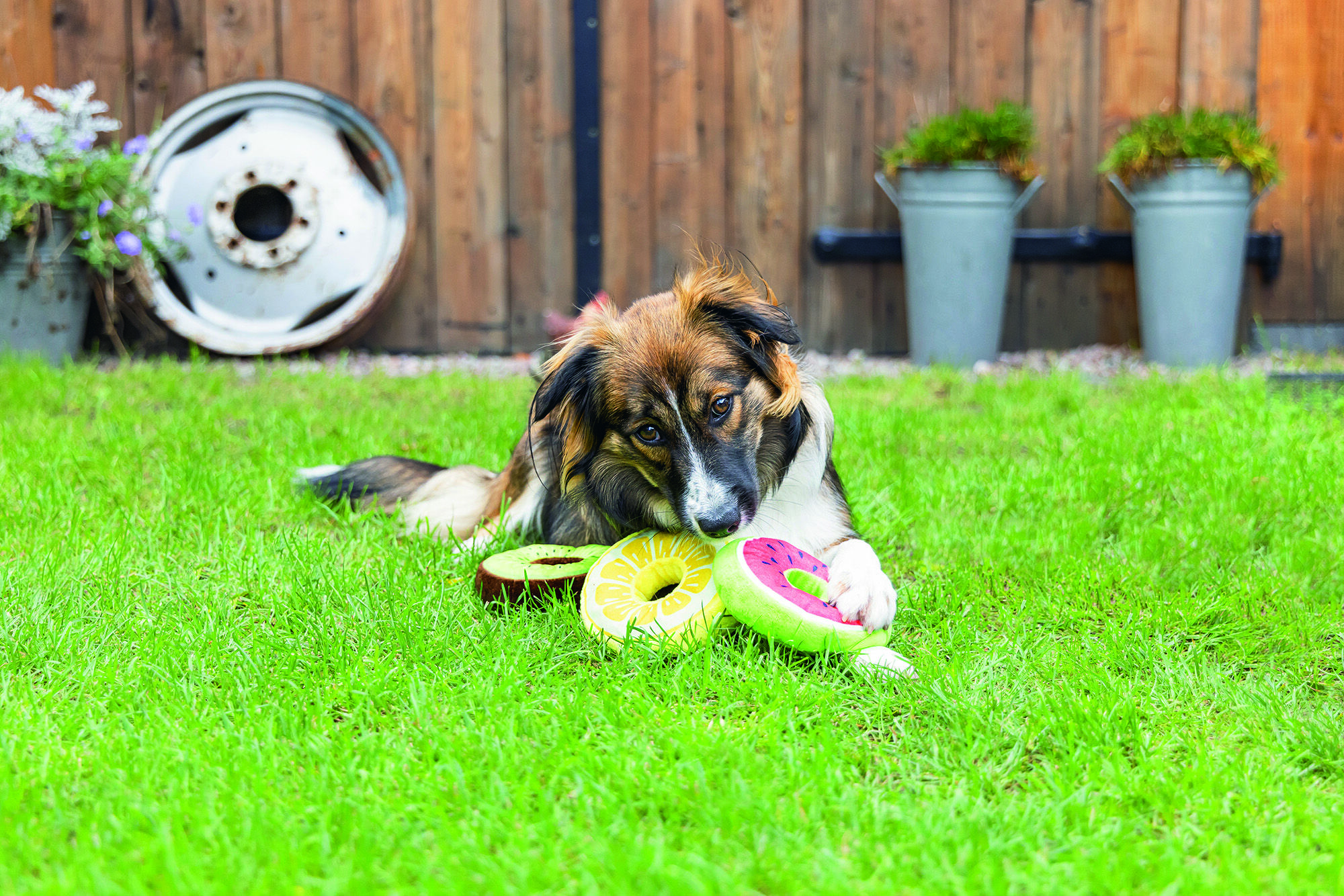 Beeztees Donut Citroen - Knuffel - Hondenspeeltje - Assorti - 5x12x12 cm