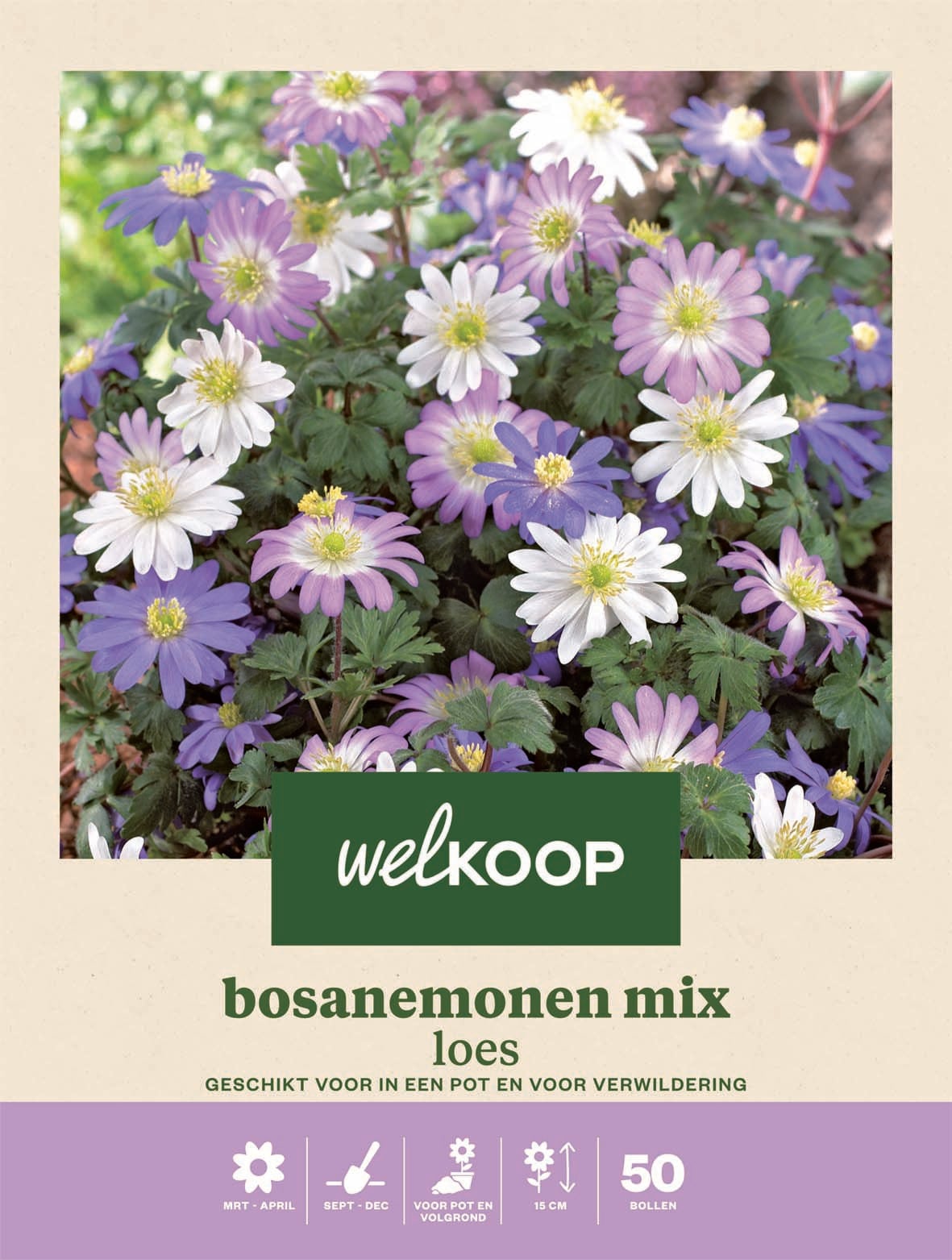 Welkoop Anemoon Loes - Bloembollen