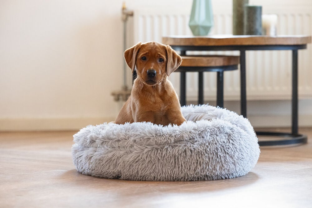 Beeztees Kiki - Hondendeken - grijs - 15x50x50 cm - Klein